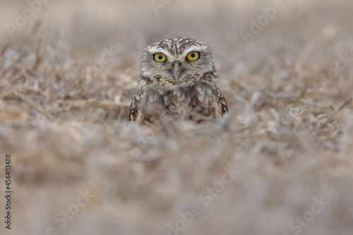 Kaninchenkauz (Burrowing owl)
Ecuador