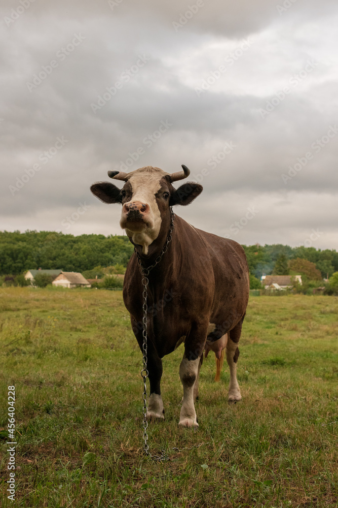Photography on theme beautiful big milk cow grazes