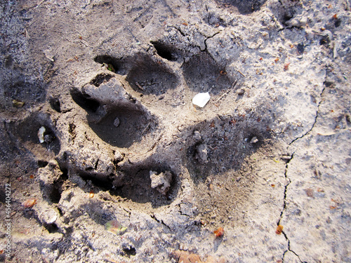 Photography to theme big footprint animal dog close up photo