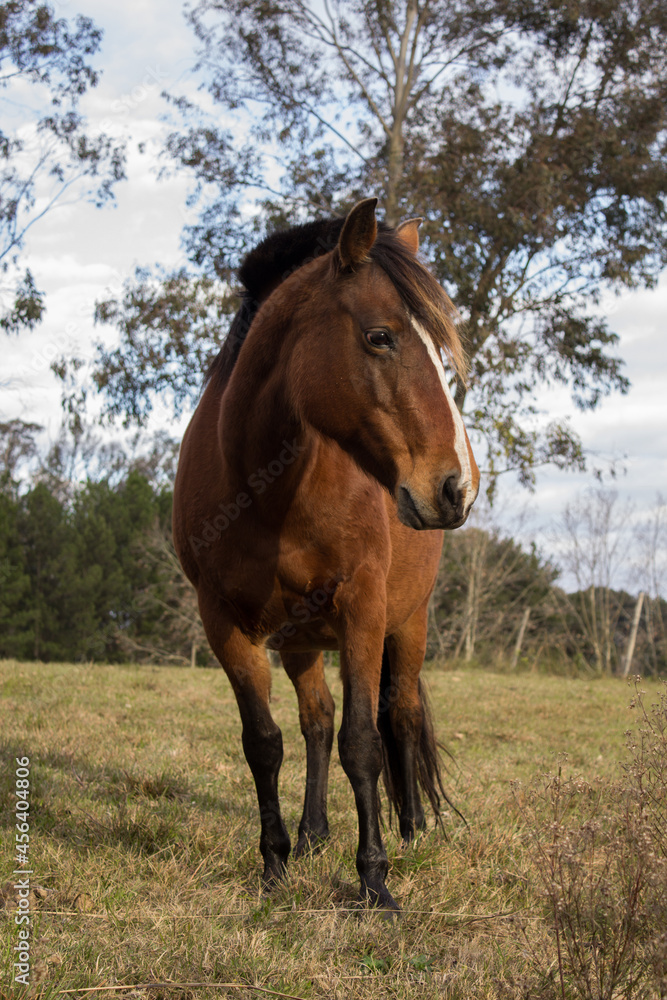 Obraz premium Beauty horse