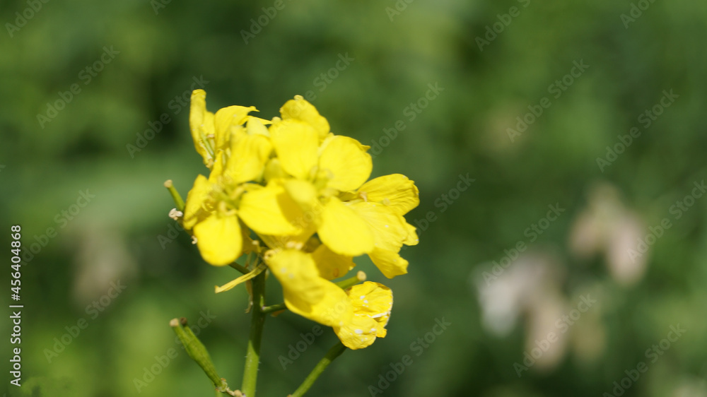 summer meadow with flowers summer meadow with flowers
