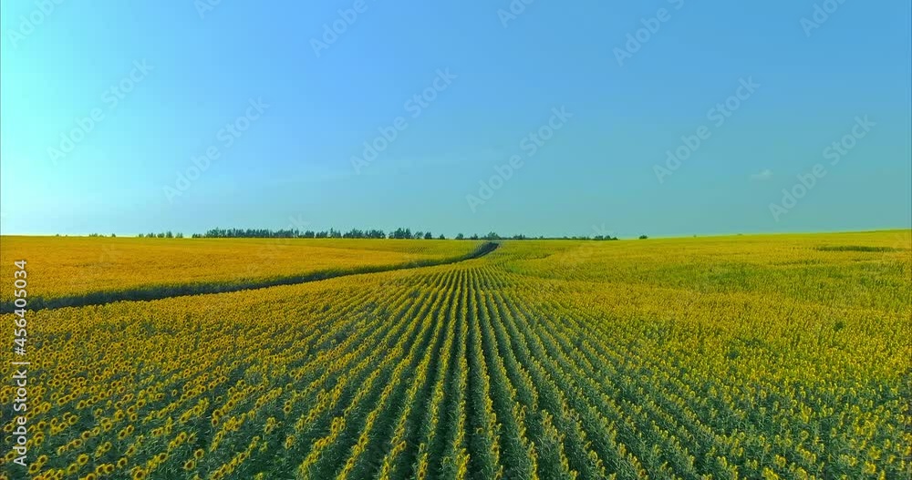 Copter flies over the blooming sunflowers in a large field. Rural road between fields, golden flowers. Sunflowers stand in rows in the fields, the blue sky. 4k, ProRes Copter flies over the blooming sunflowers in a large field. Rural road between fields, golden flowers. Sunflowers stand in rows in the fields, the blue sky. 4k, ProRes
