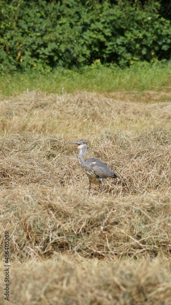 the heron on the mowed grass the heron on the mowed grass