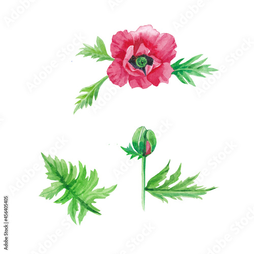 The poppy flower ,its bud and leaves are isolated on a white background. Watercolour. Decoupage, decor, postcard, printing.