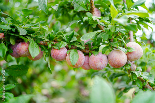 Ripe pluot on the tree