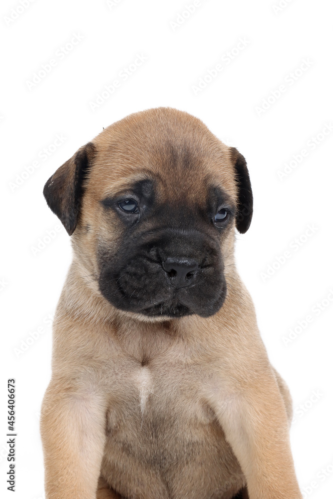 very young puppy bullmastiff isolated on white 