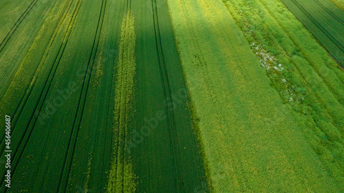 Drone photo of the bright green wheat field separated by the road. There is a tree by the road. aerial view. beautiful minimalist wallpaper