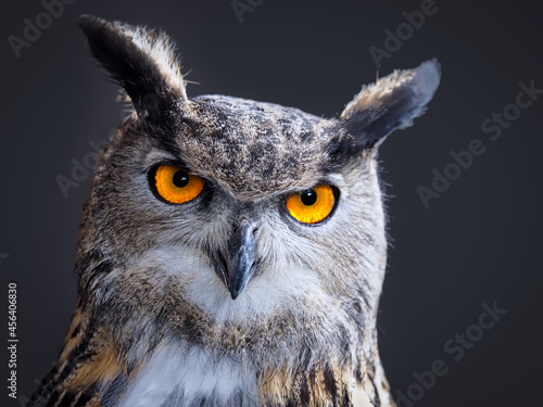 Eurasian eagle-owl (Bubo bubo)