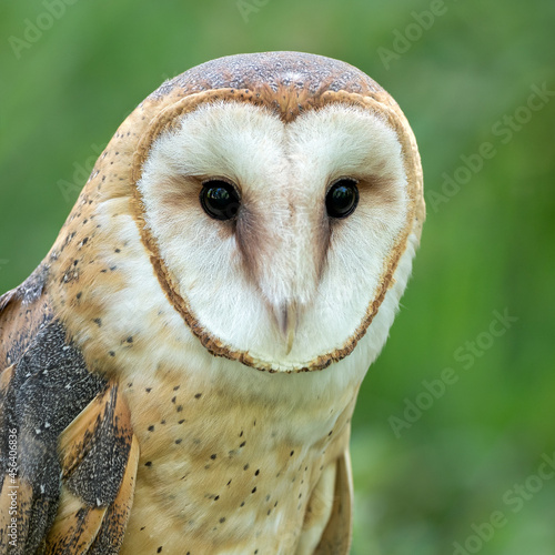 Barn owl (Tyto alba)  © Scott