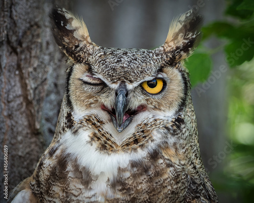 Great horned owl winking.