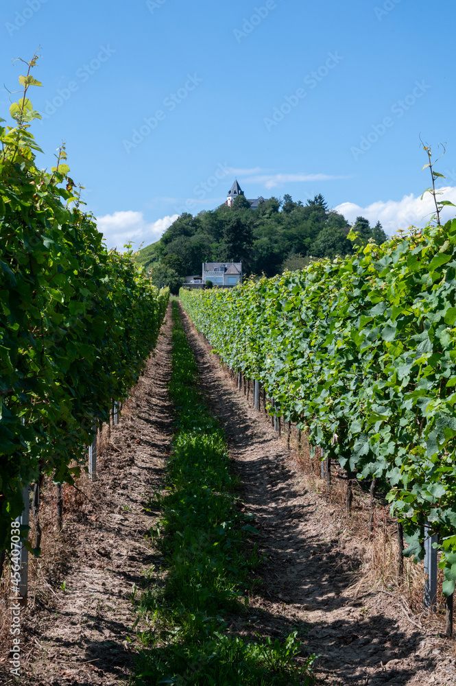 Hilly vineyards with white riesling grapes in Mosel river valley, Germany