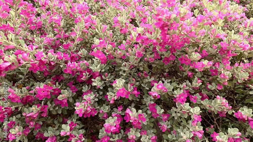 Bee, Flying on Flowers. closeup view. Slow-motion. purple daisy flowers. pink blooming flower bush in the morning with lots of honey bees. Bee, Flying on Flowers. closeup view. Slow-motion. purple daisy flowers. pink blooming flower bush in the morning with lots of honey bees.