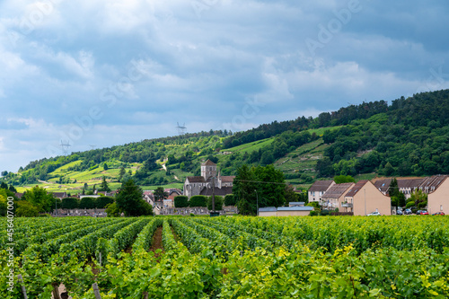 Green grand cru and premier cru vineyards with rows of pinot noir grapes plants in Cote de nuits  making of famous red Burgundy wine in Burgundy region of eastern France.