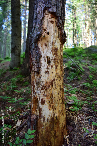 Old tree eaten by insects with a clear structure