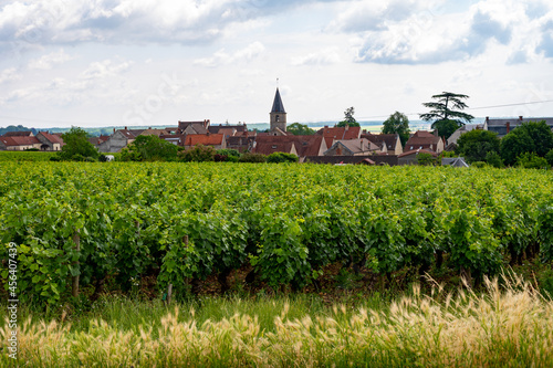 Green grand cru and premier cru vineyards with rows of pinot noir grapes plants in Cote de nuits, making of famous red Burgundy wine in Burgundy region of eastern France. photo