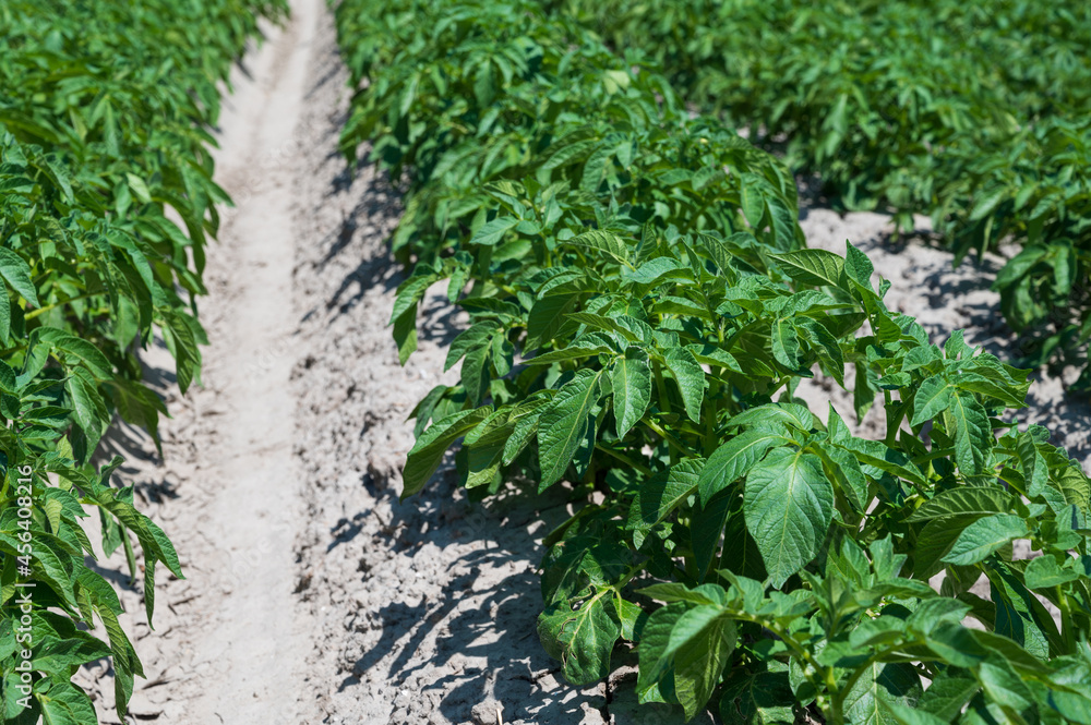 Agriculture in Netherlads, farm sandy fields in Zealand with growing potato vegetables Agriculture in Netherlads, farm sandy fields in Zealand with growing potato vegetables