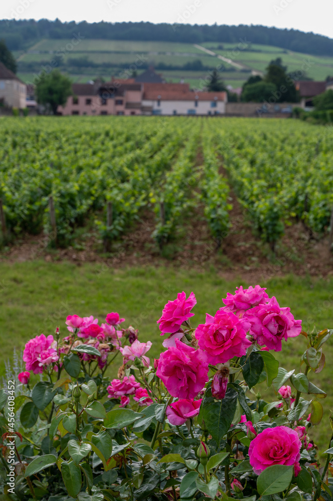 Green grand cru and premier cru vineyards with rows of pinot noir grapes plants in Cote de nuits, making of famous red Burgundy wine in Burgundy region of eastern France. Green grand cru and premier cru vineyards with rows of pinot noir grapes plants in Cote de nuits, making of famous red Burgundy wine in Burgundy region of eastern France.
