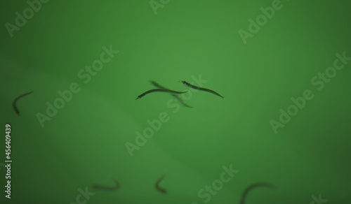 Small sandeel fishes in sea water. photo