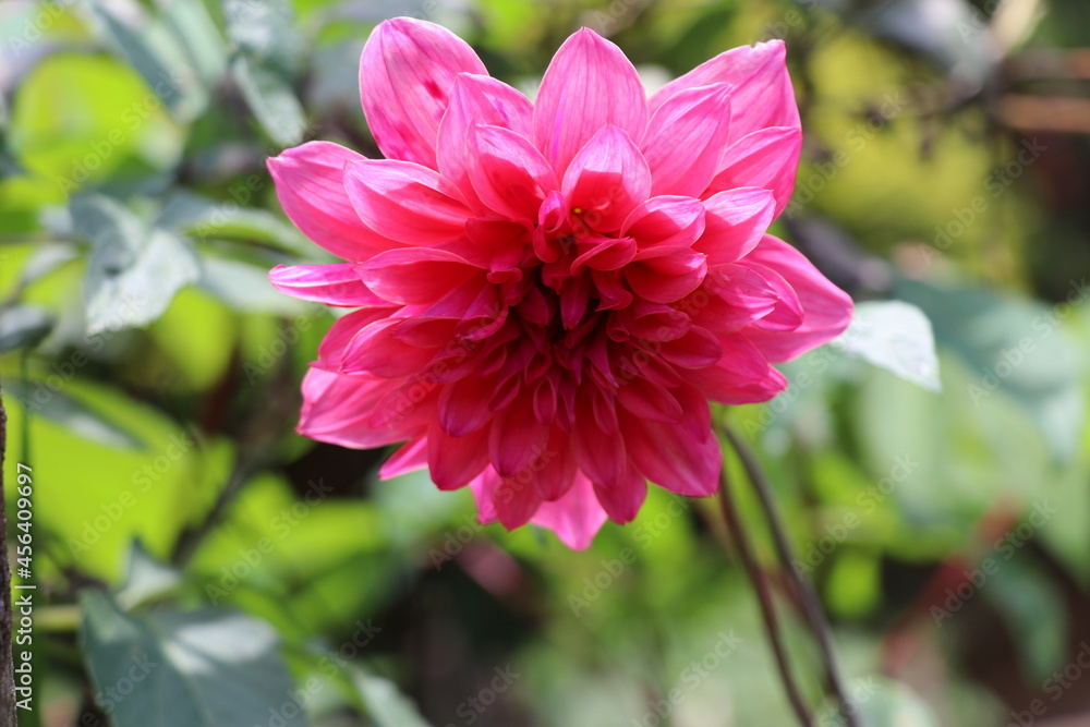 Pink Dalea flower blooming in the garden Pink Dalea flower blooming in the garden