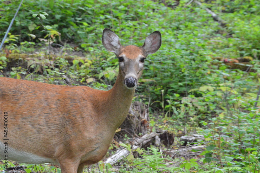 deer in the woods