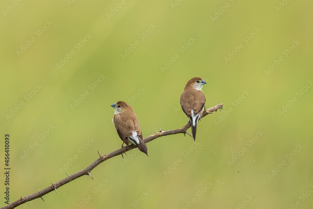 Indian Silverbill Birds Looking Away From Each Other Near Chennai India Indian Silverbill Birds Looking Away From Each Other Near Chennai India