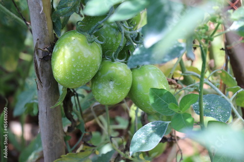 Wallpaper Mural Three green tomatoes waiting for ripe Torontodigital.ca