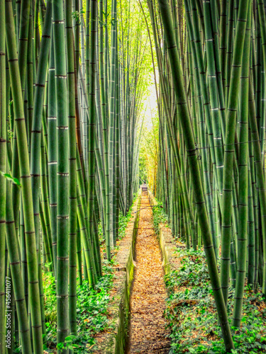 Bamboo forest (Bambouseraie de Prafrance), Anduze, Cévennes, France photo