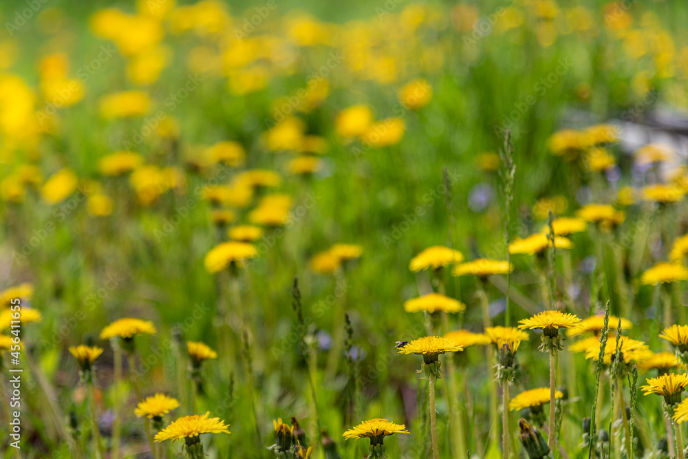 Field of bright yellow daisy, wild flowers seen in summer time. 