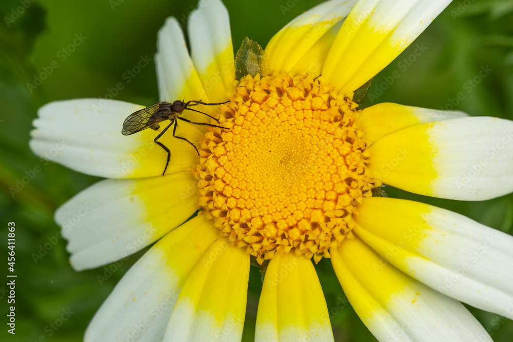 Obraz premium MOSQUITO SITTING ON A YELLOW FLOWER