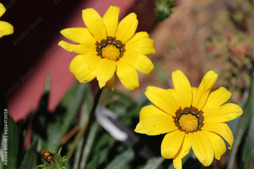 Two beautiful yellow flowers are blooming