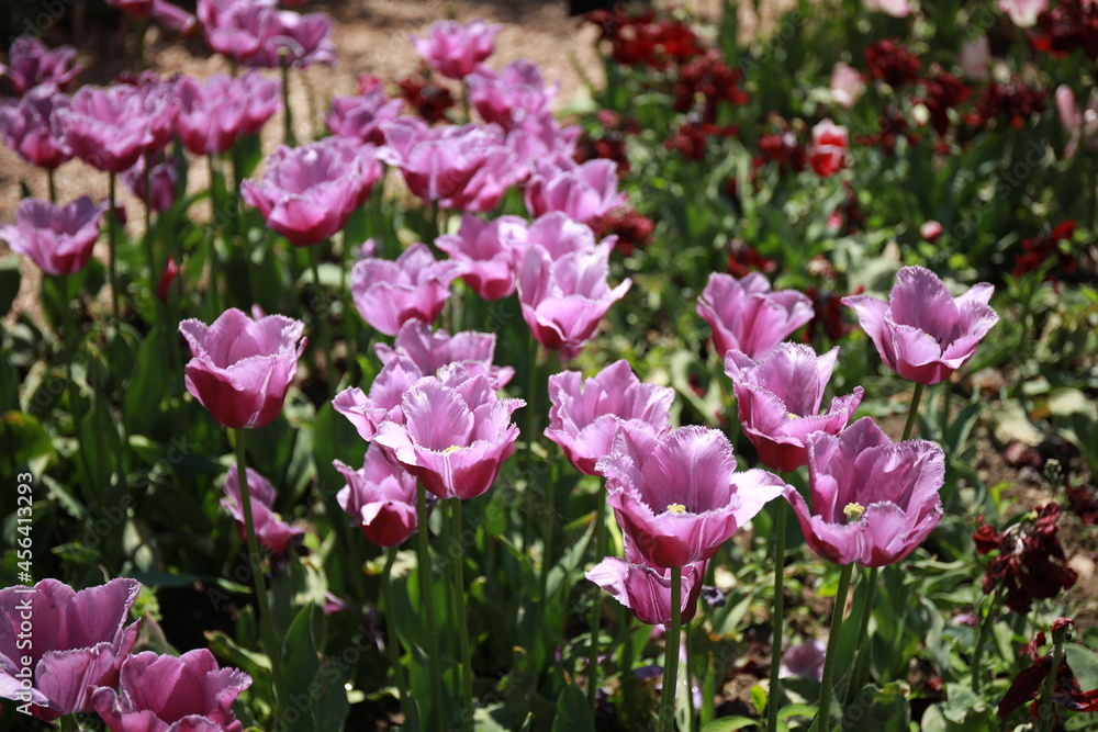 pink tulips