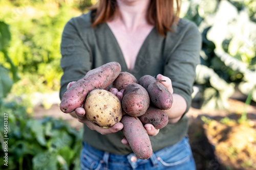 Woman farmer holding potatoes on at sunset in the garden. Concept of farming  growing natural nutrition by its own. Real working process at the garden.