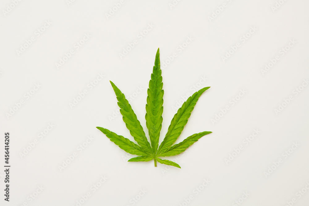 Green fresh hemp leaf on white background. Medical marijuana. Concept of herbal alternative medicine, cbd oil, pharmaceptical, cosmetic industry. Copy space. Green fresh hemp leaf on white background. Medical marijuana. Concept of herbal alternative medicine, cbd oil, pharmaceptical, cosmetic industry. Copy space.