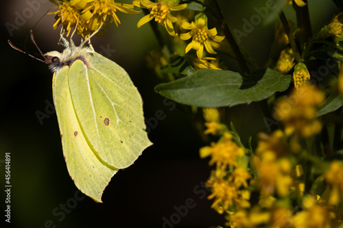  Lemongrass butterfly Gonepteryx rhamni Pieridae