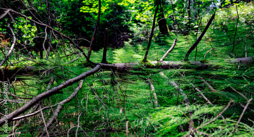 A beautiful forest horsetail surrounded by branches covered with moss