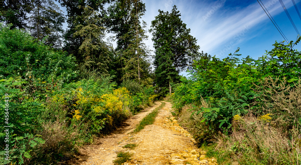 dirt road leading uphill to the forest