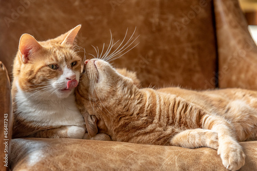 Wallpaper Mural Two ginger sister cats feline laying on a couch cuddling, playing, resting and relaxing.  Torontodigital.ca