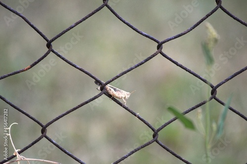 a small brown grasshopper on a wire fence