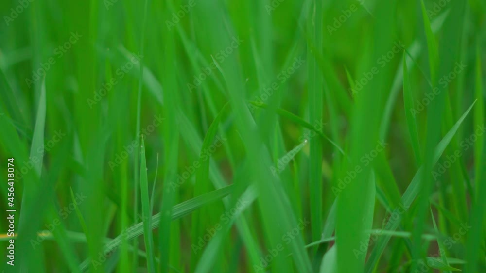 Slow motion shot of fresh Green grass close-up. Field of grass in perspective
Slow motion shot of fresh Green grass close-up. Field of grass in perspective
