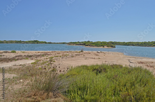  wild coast of a river with sand and green bushes