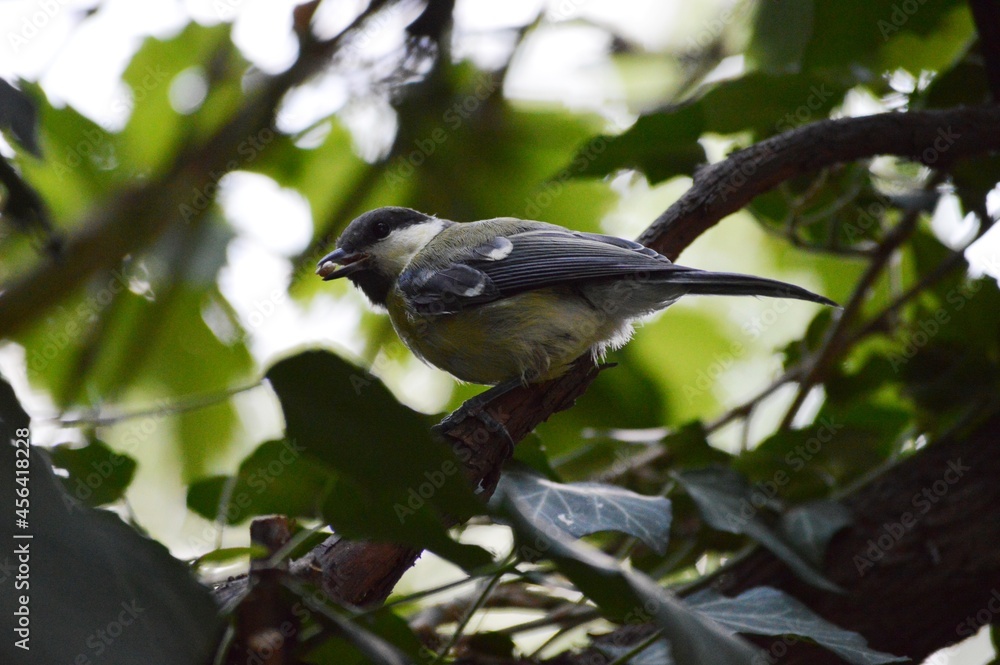 Fototapeta premium a small yellow bird with a seed in its beak