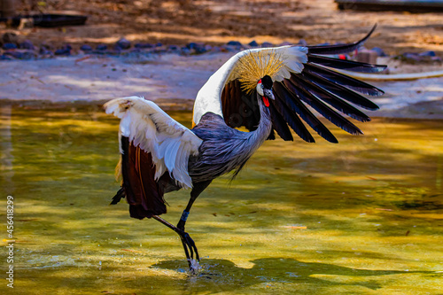 Obraz na plátně crowned crane flaps its wings