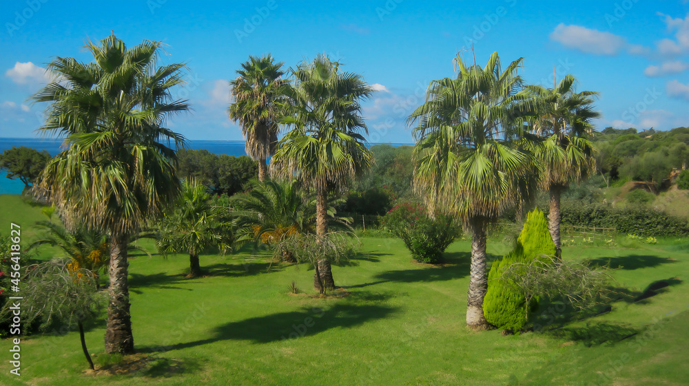 palm trees in mediterranean garden with sea in background palm trees in mediterranean garden with sea in background