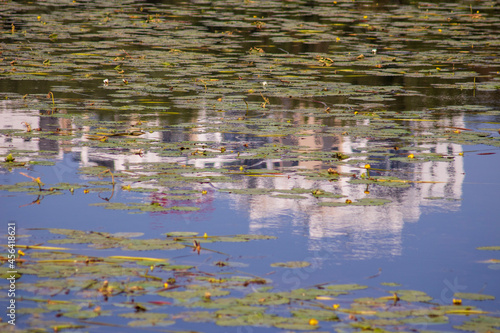 Foto Green grass and patching in the water in autumn