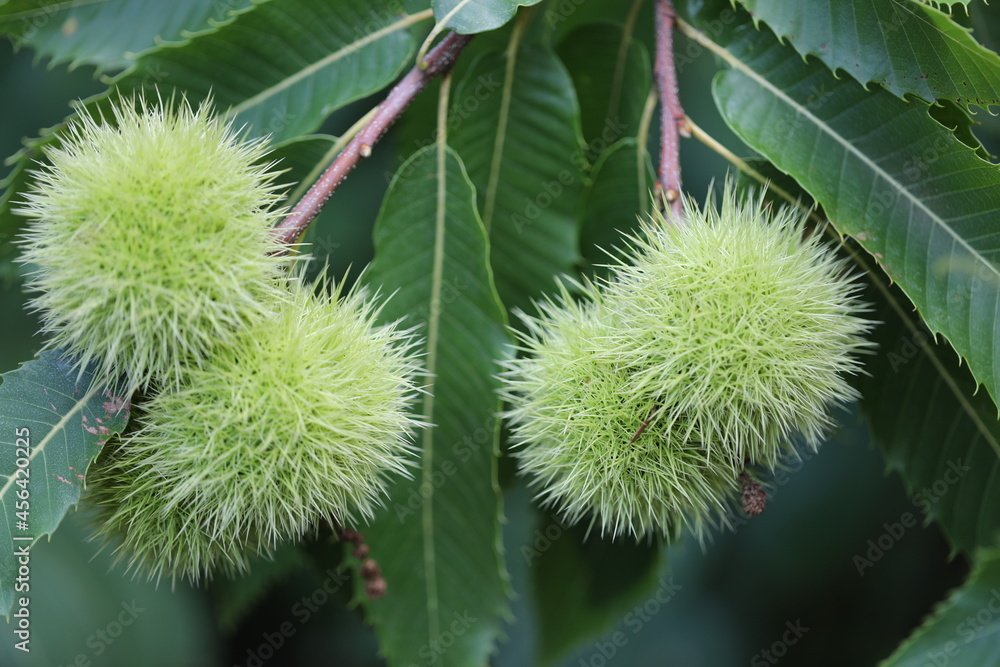 Marrons verts