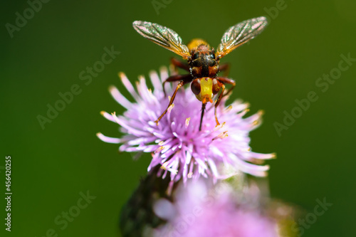 single bee landing on a flower, bokeh background © kristof Leffelaer