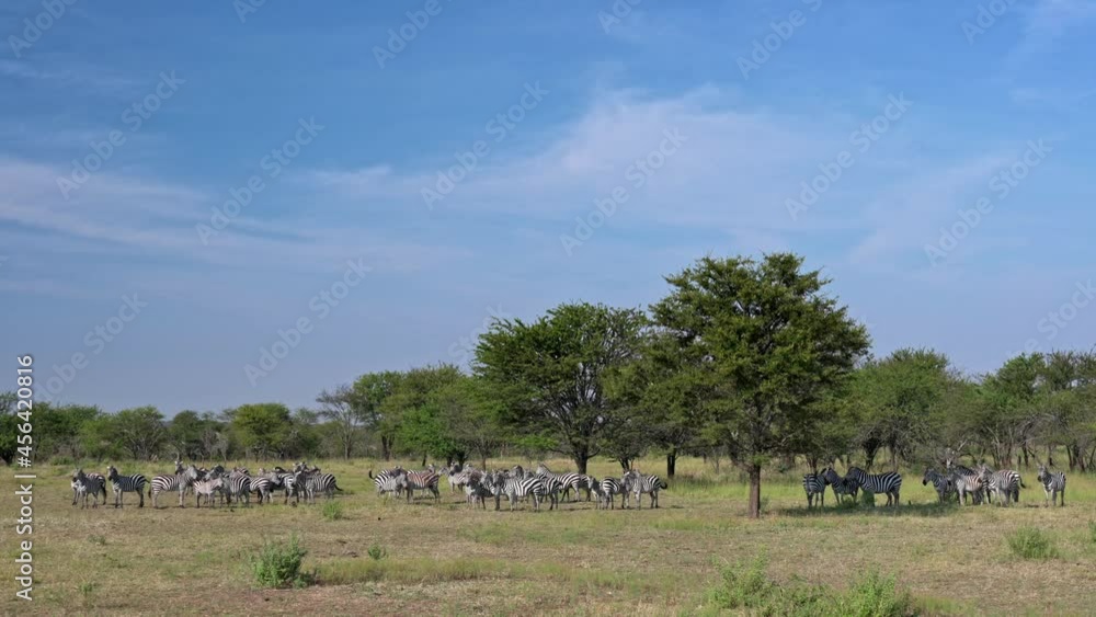 A herd of plains zebras (Equus quagga) in Serengeti National Park, Tanzania, Africa A herd of plains zebras (Equus quagga) in Serengeti National Park, Tanzania, Africa