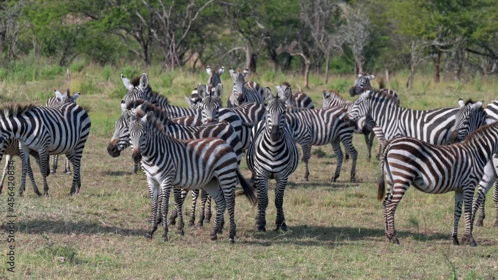 A herd of plains zebras (Equus quagga) in Serengeti National Park, Tanzania, Africa A herd of plains zebras (Equus quagga) in Serengeti National Park, Tanzania, Africa