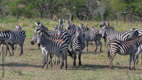 A herd of plains zebras (Equus quagga) in Serengeti National Park, Tanzania, Africa photo
