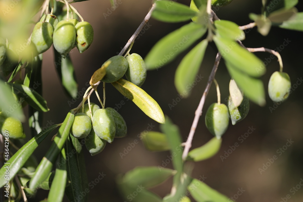 Fototapeta premium Olivier